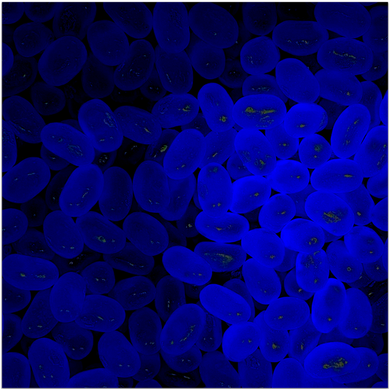 Blue Jelly Beans - Fine Art Prints